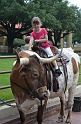 Kids_FWStockyards-2013 (6)